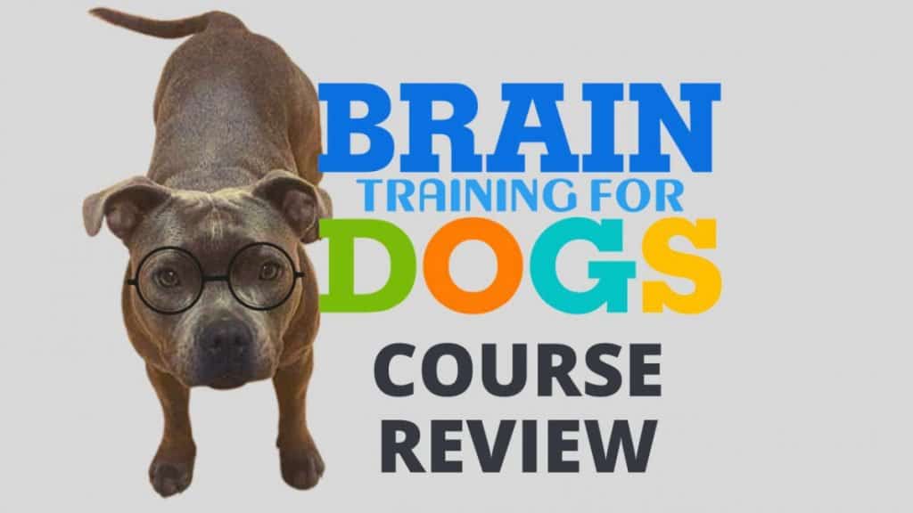 Brain Training for Dogs Review – What Makes This Program Unique?